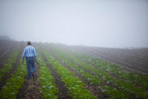 Farmer walking through his fields, Goleta, California, USA