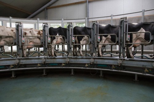 Dairy cows standing together for milking
