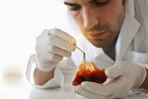 Scientist examining seeds of bell pepper