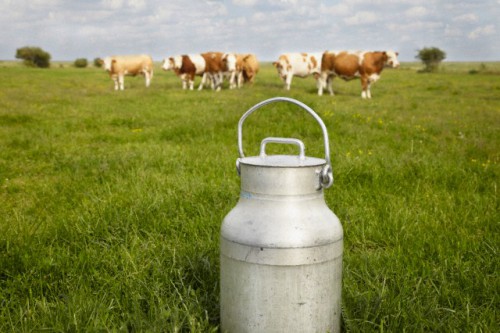 Milk Can and Cows in Field, Havneby, Syddanmark, Denmark