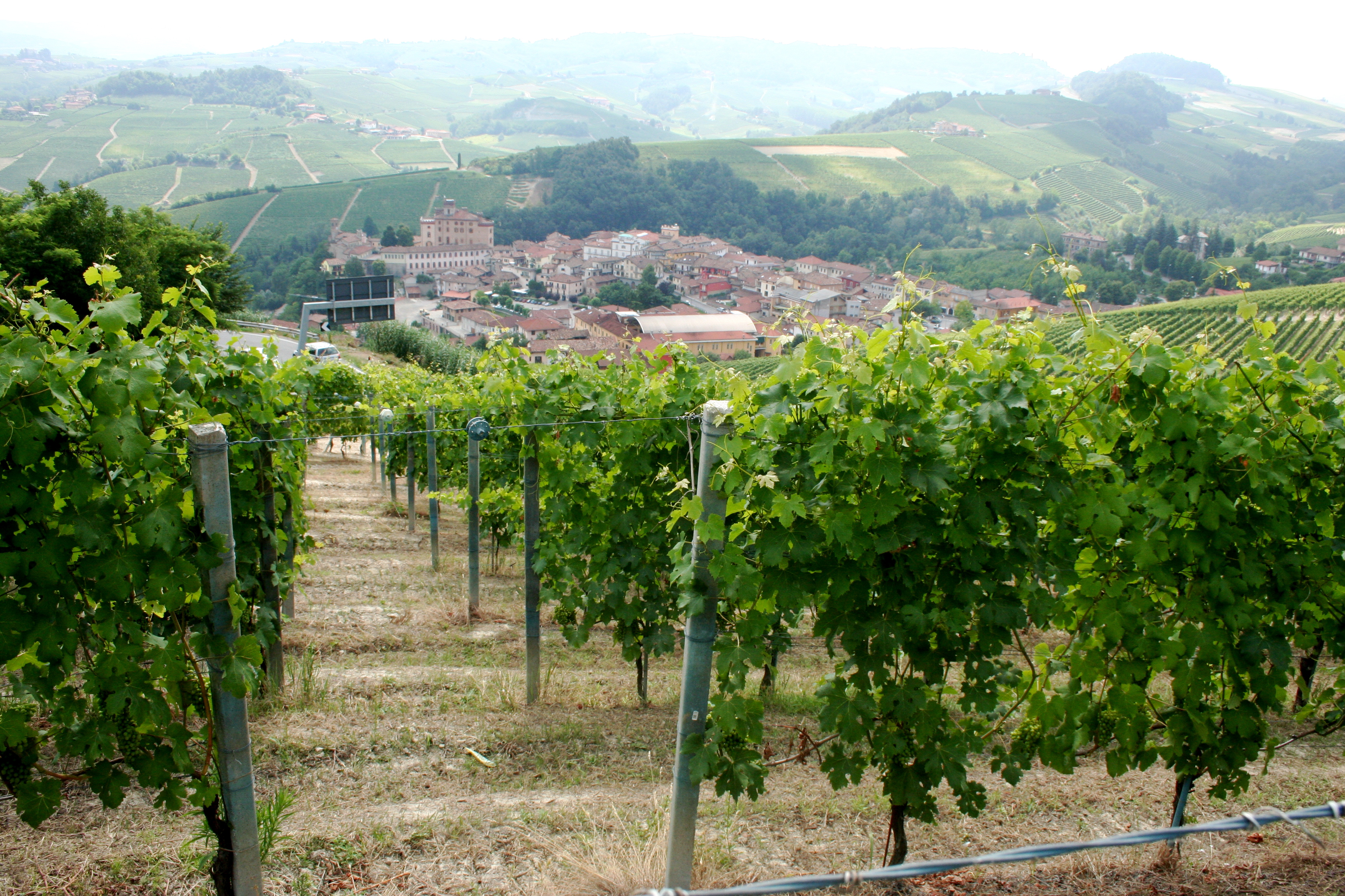 vigneto nebbiolo