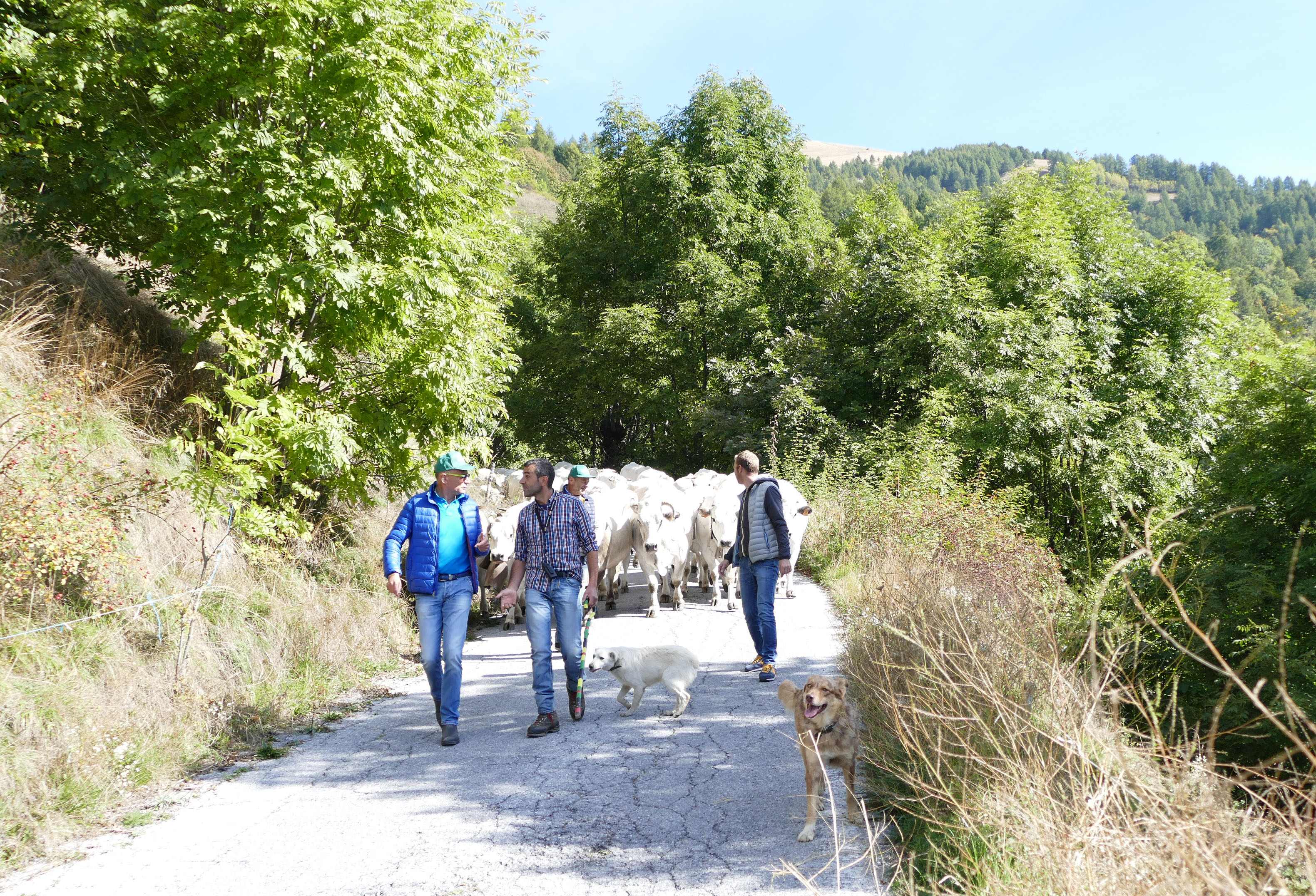 La mandria di Diego Mustat che rientra a valle dopo la stagione in alpeggio