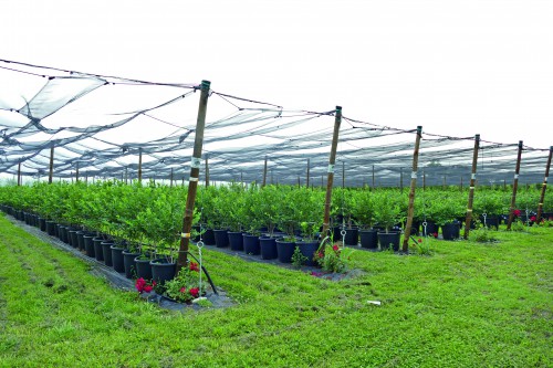 Il campo varietale della Sacoop con 1.300 piante di mirtilli di 13 varietà diverse 