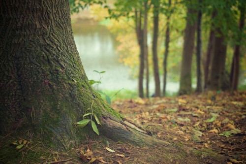 pianta che cresce tra le radici di un albero in mezzo al bosco