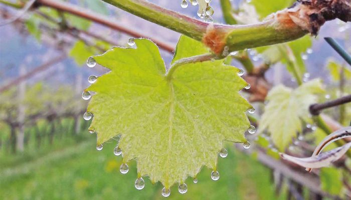 foglia di una vite bagnata per via dell'irrigazione