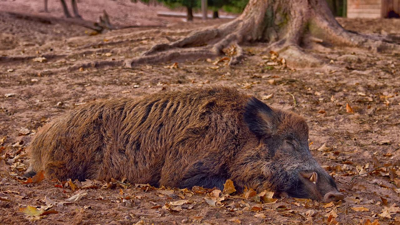 cinghiale sdraiato in un bosco