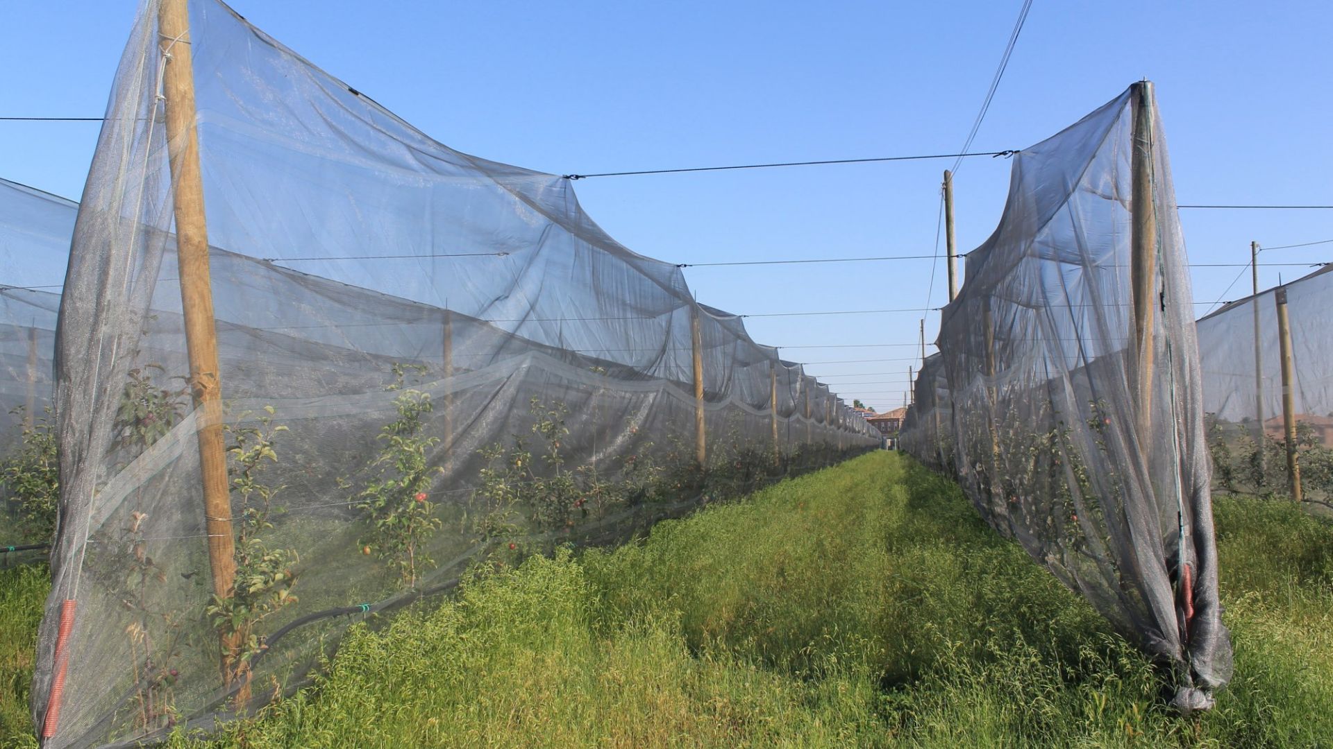 Reti antinsetto in un campo