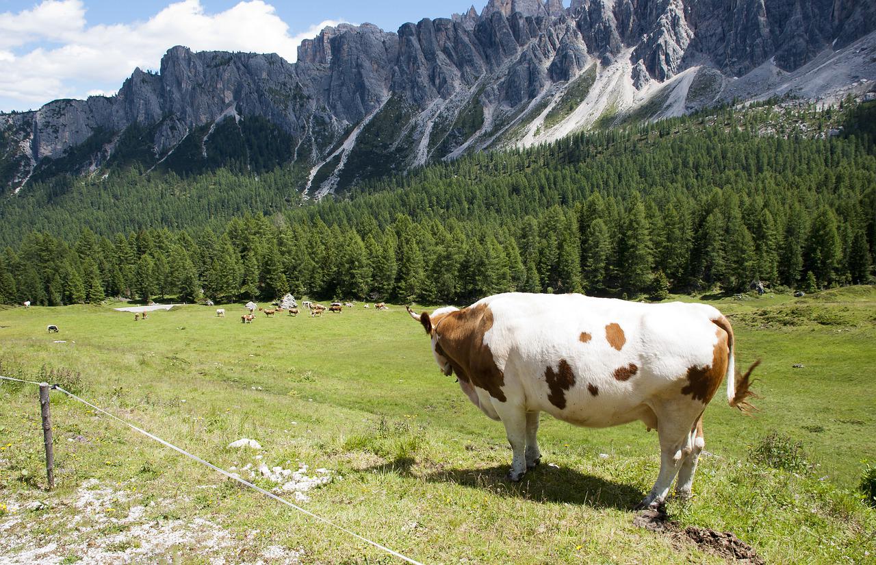 bovino tra le montagne