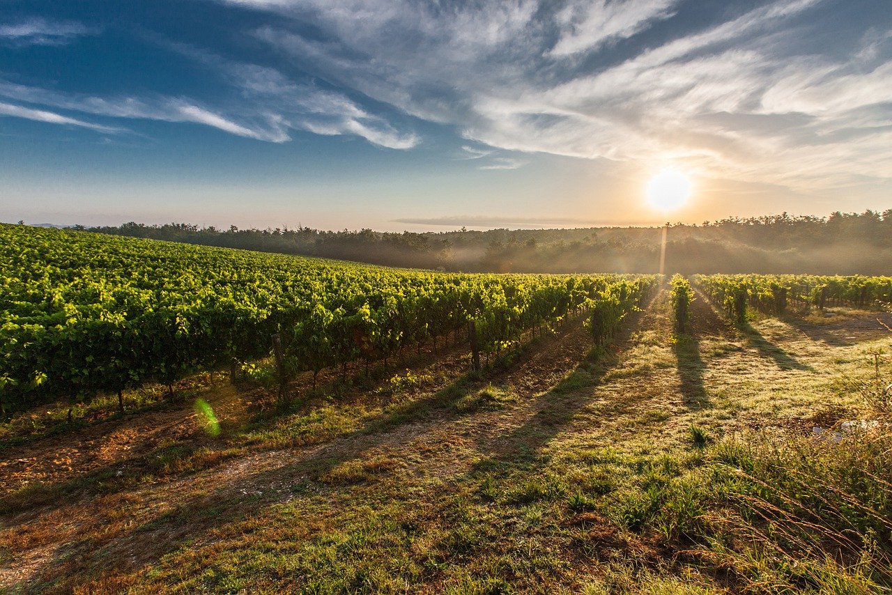 terreno agricolo