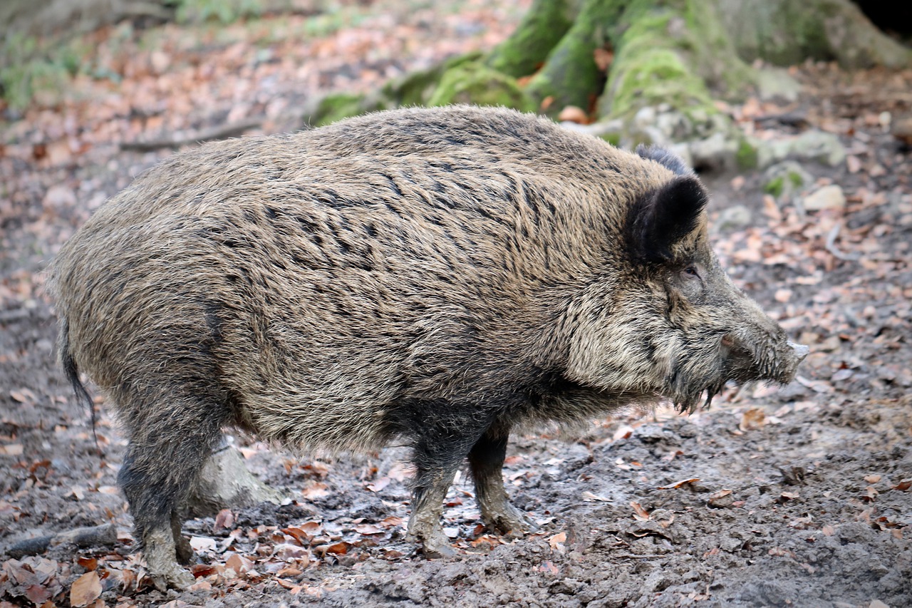 cinghiale