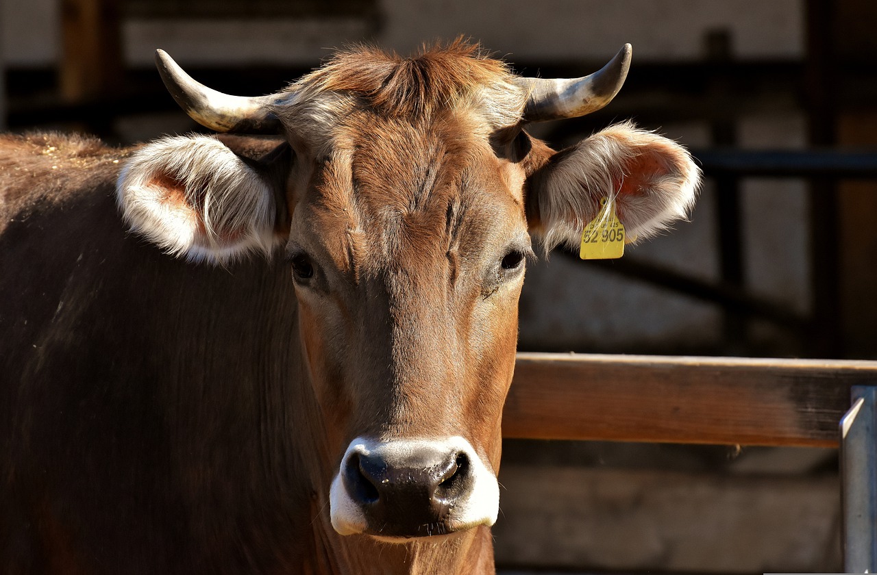 mucca con cartellino per il registro all'anagrafe