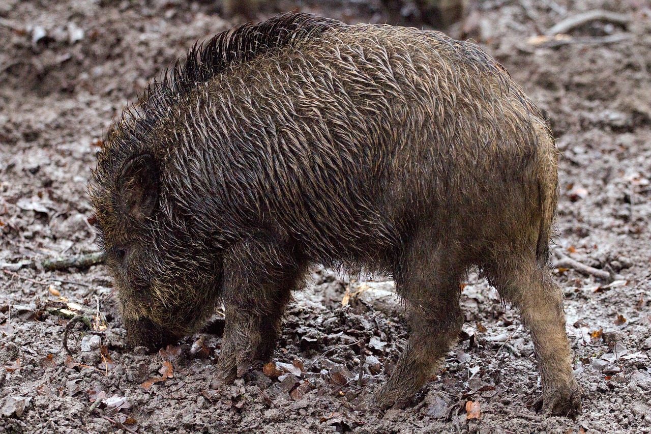 cinghiale nel bosco