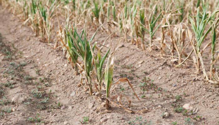 siccità-in-un-campo-di-grano