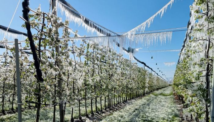 Gelata-campo-di-frutta-Saluzzo