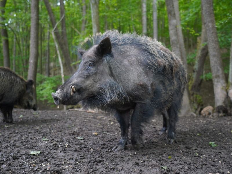 cinghiali-nella-fauna-selvatica