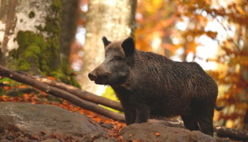 cinghiale-nella-foresta