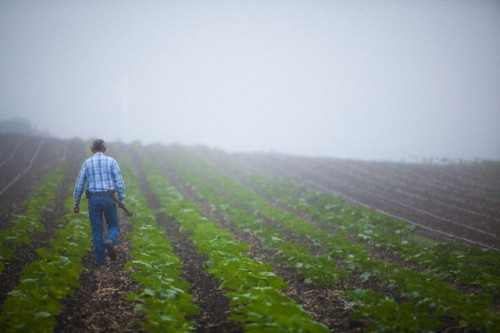 agricoltore-500x333