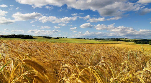 campo-grano