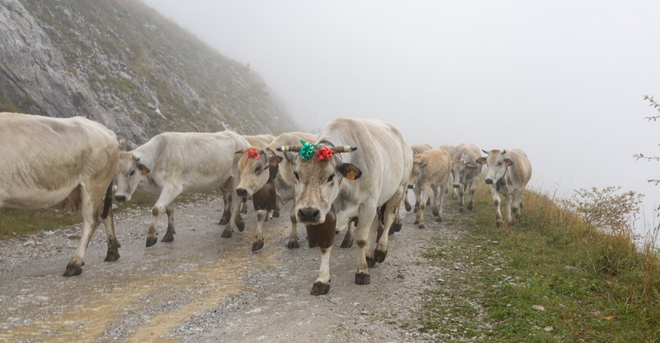 Le difficoltà dell’agricoltura di montagna e della zootecnia a “Caluma el vache” a Prato Nevoso