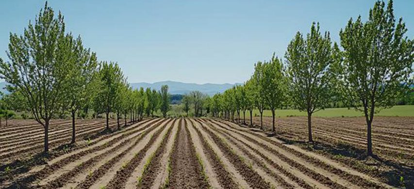 agroforestazione-853x390