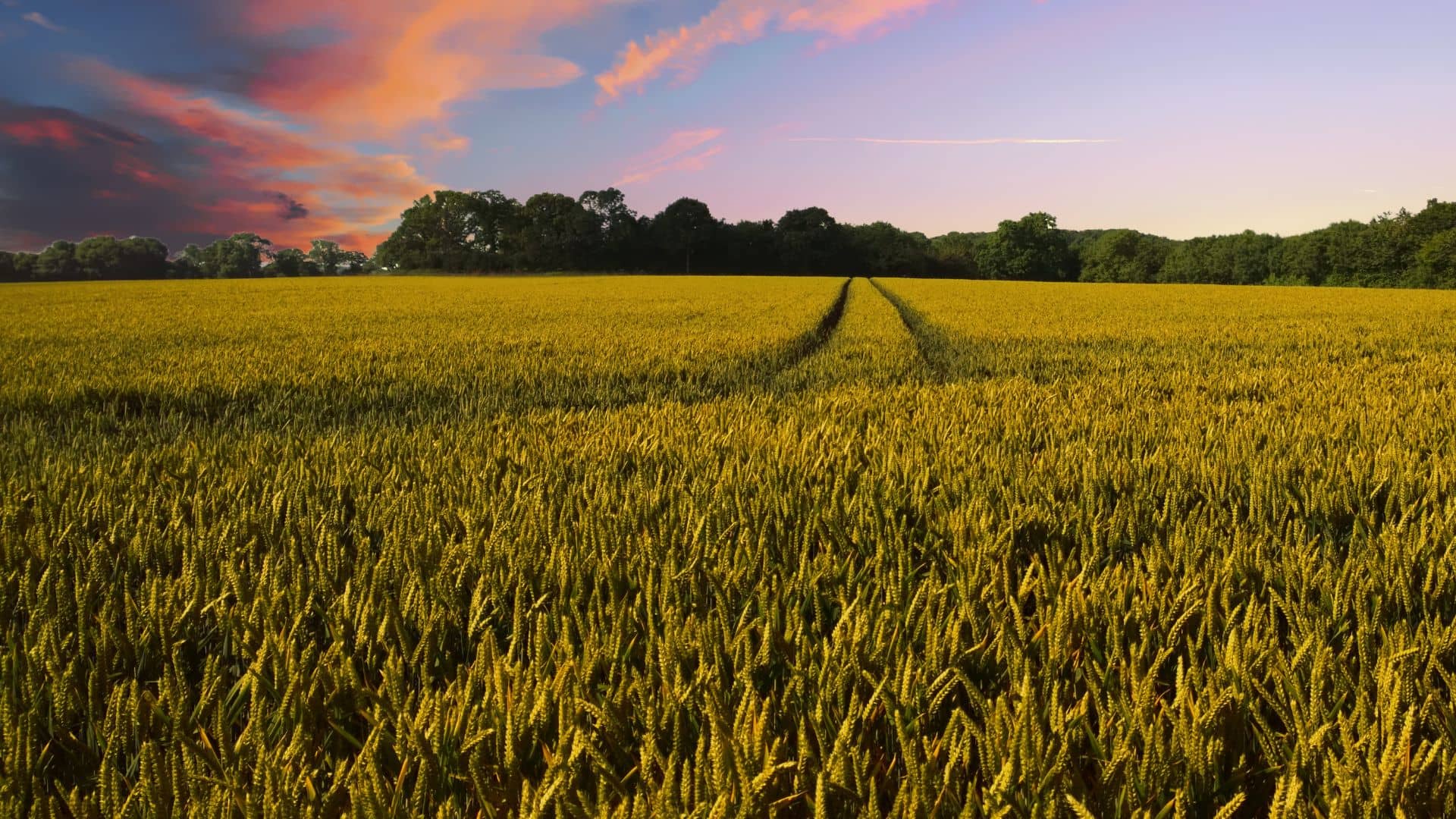 Campo di grano