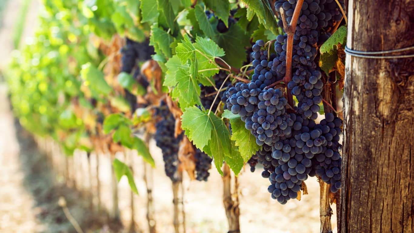 vitivinicolo